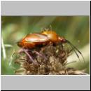 Deraeocoris ruber - Rote Weichwanze 04.jpg